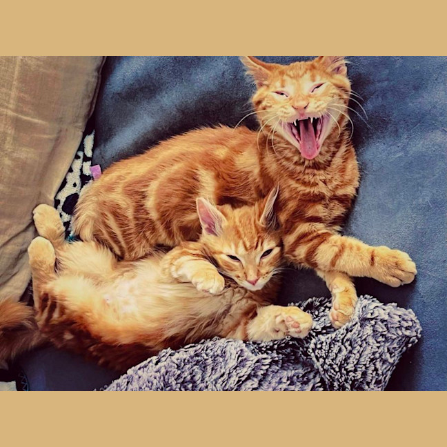 Photo of Ched & Ritz