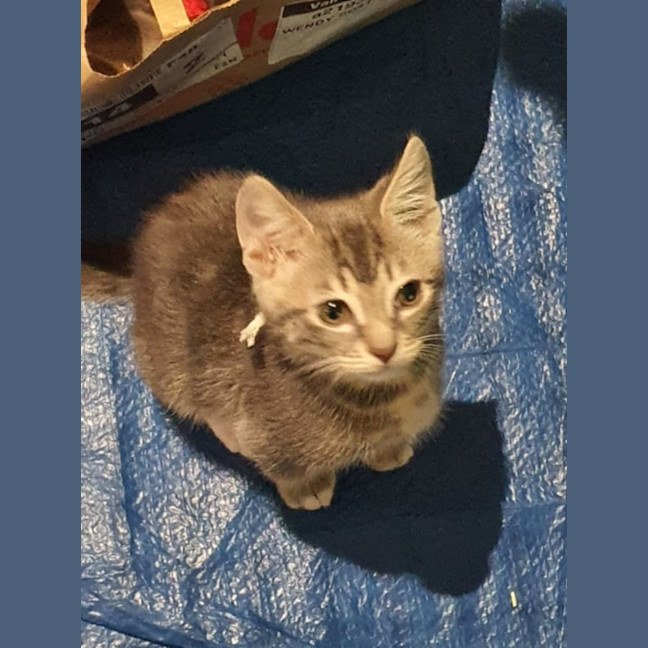 Photo of Cinna ** 2nd Chance Cat Rescue**