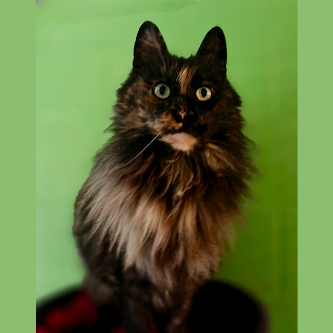Photo of Koko