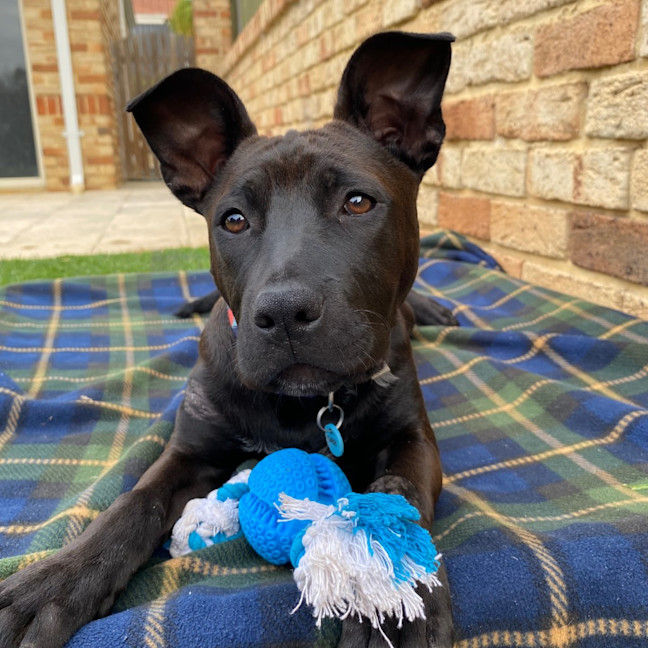 Photo of Cinders