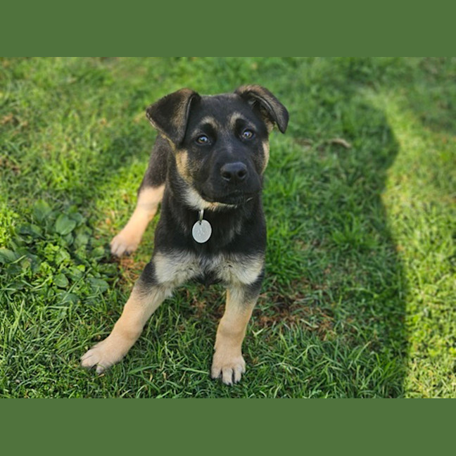 Photo of Luna