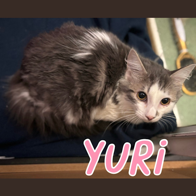 Photo of Yuri