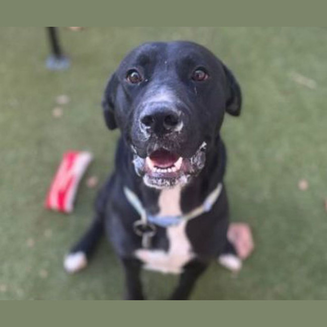 Photo of Shadow