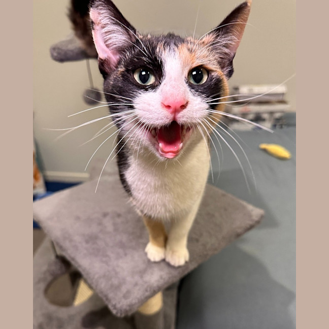 Photo of Chicken Schnitz