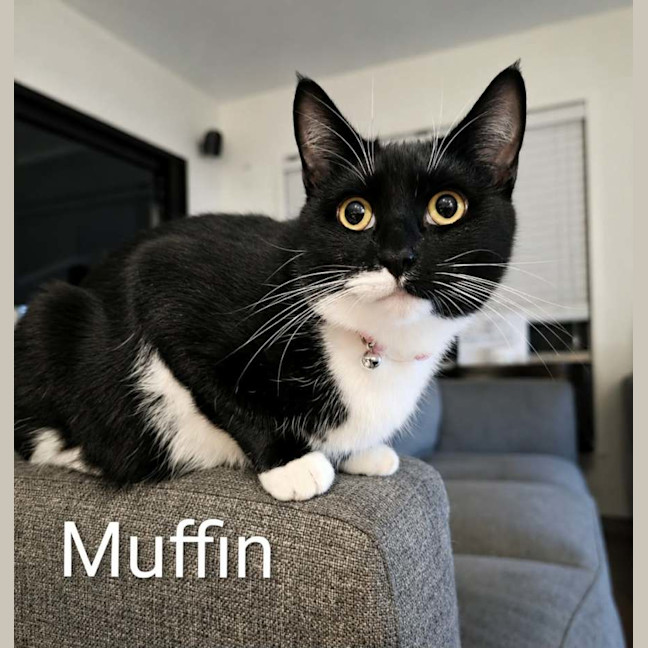 Photo of Muffin