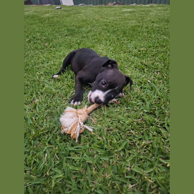 Photo of Lola   10 Week Old Boxer X
