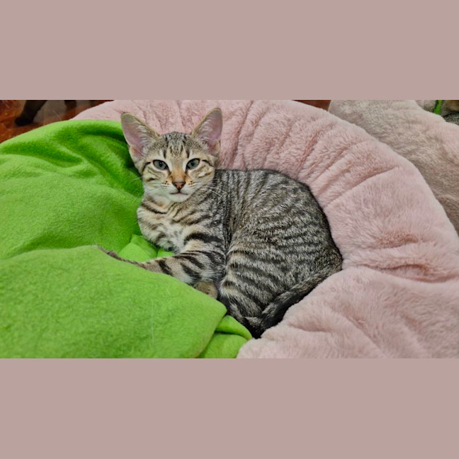 Photo of Alice