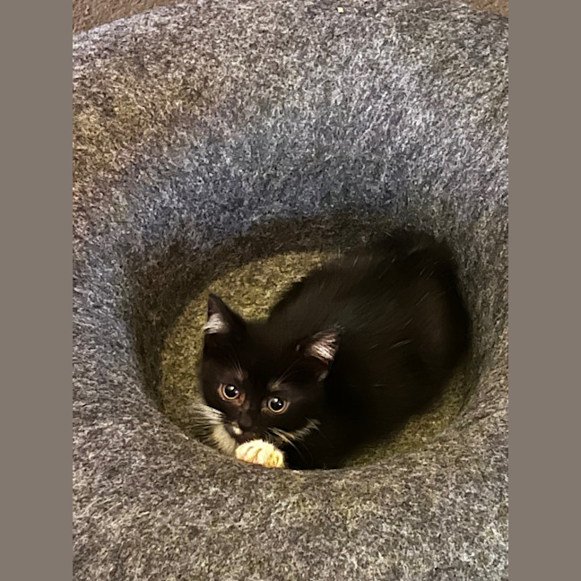 Photo of Checkers