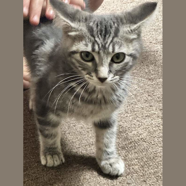 Photo of Fluffy