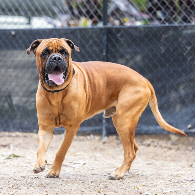 Photo of Odin