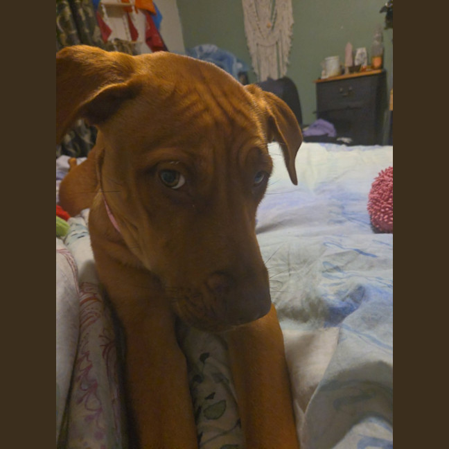 Photo of Belle