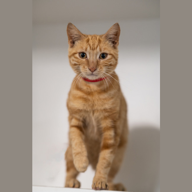 Photo of Peaches