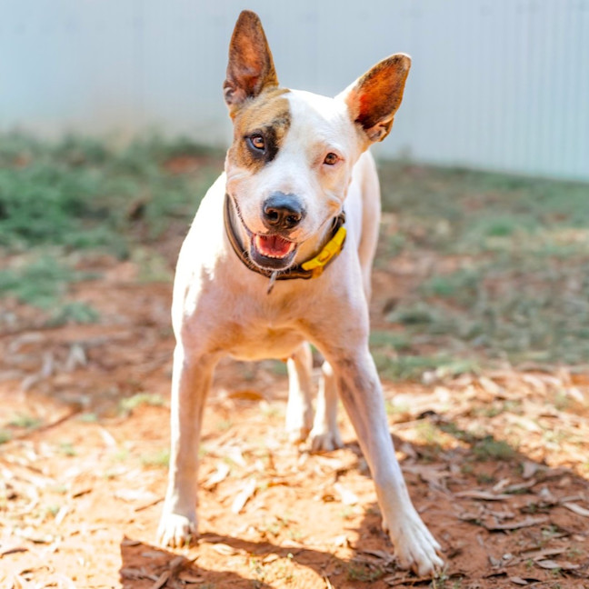 Photo of Willow