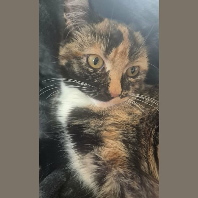 Photo of Tulip