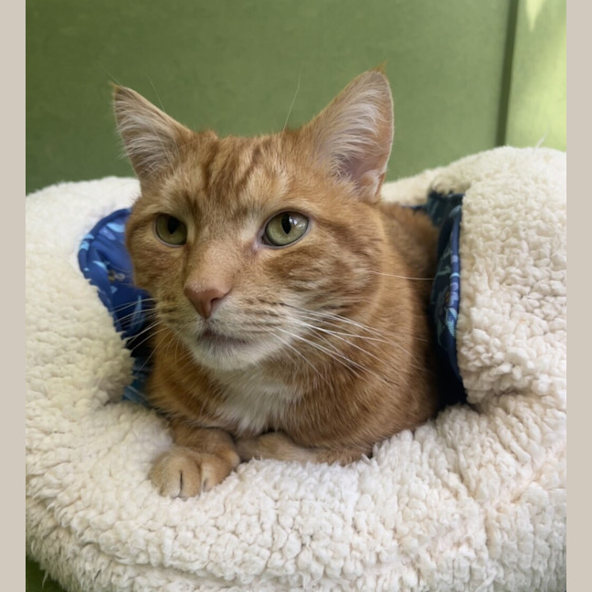 Photo of Otis