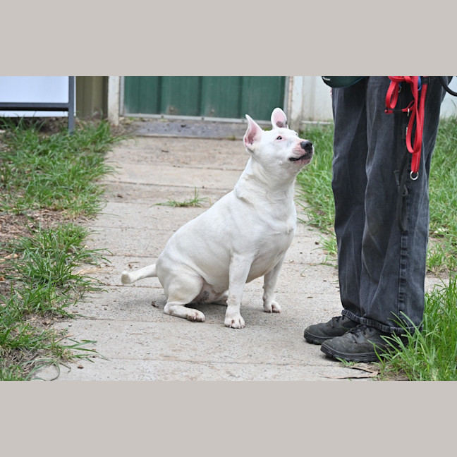 Photo of Stella