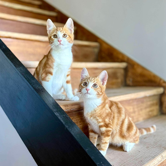 Photo of Chipmonk   Located In Templestowe 