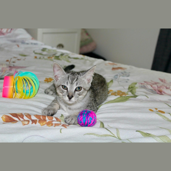 Photo of Tigger
