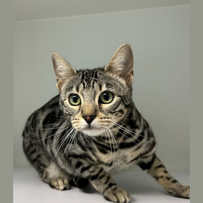 Photo of Furrly Temple