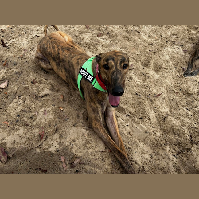 Photo of Richie The Greyhound 
