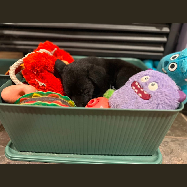 Photo of Taz   8 Week Old Cattle Dog X Kelpie