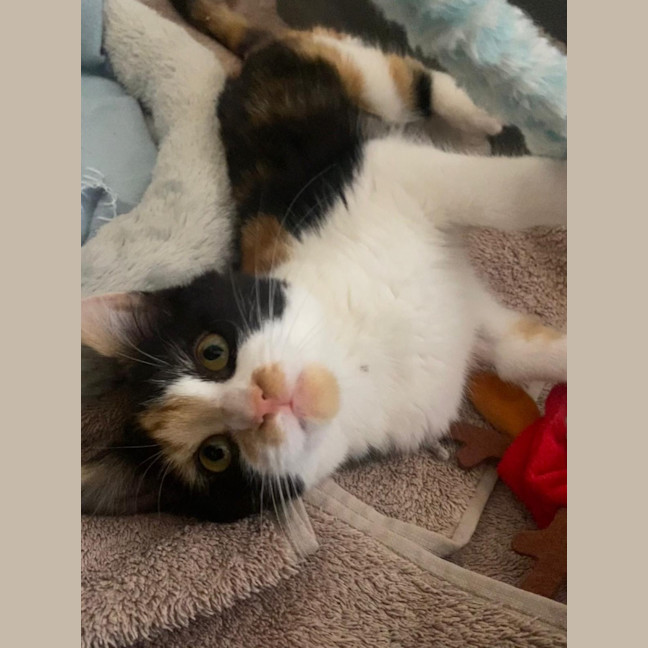 Photo of Sabrina Purrpenter