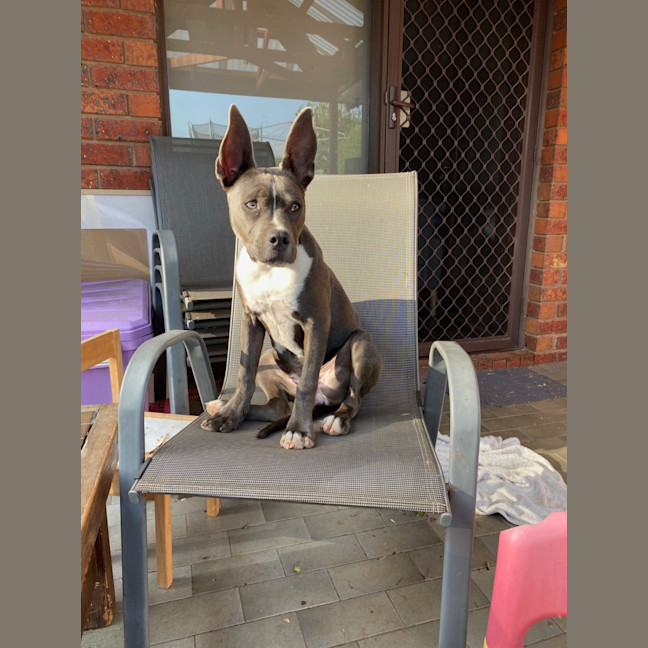 Photo of Luna