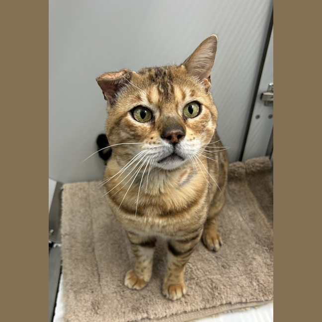 Photo of Neil Catrick Harris