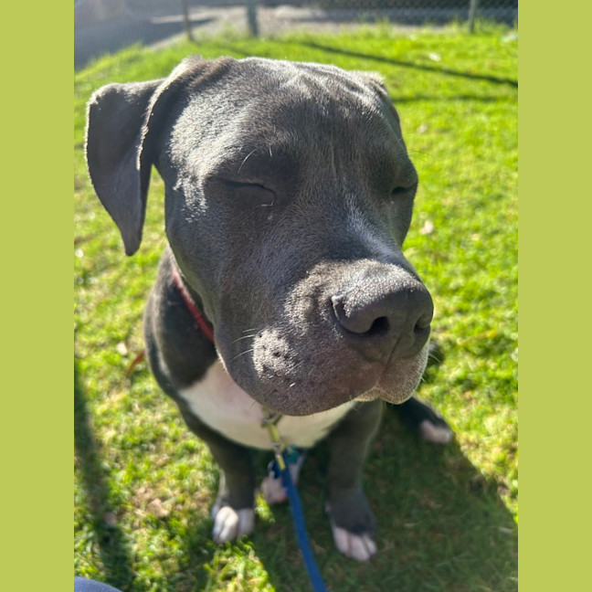 Photo of Phantom