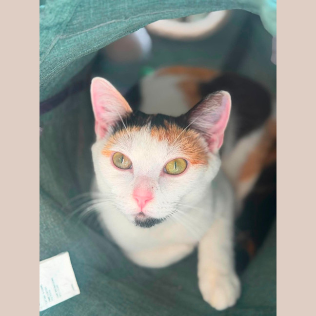 Photo of Sophia