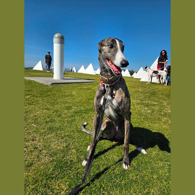 Photo of Maia, The Greyhound