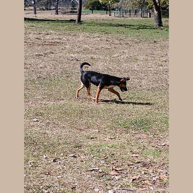 Photo of Sheba