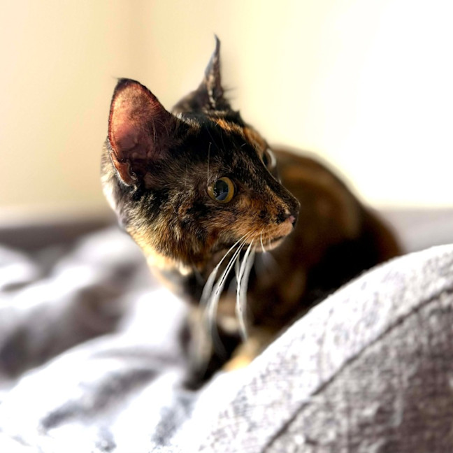 Photo of Vixen   In Foster Care In Bellfield