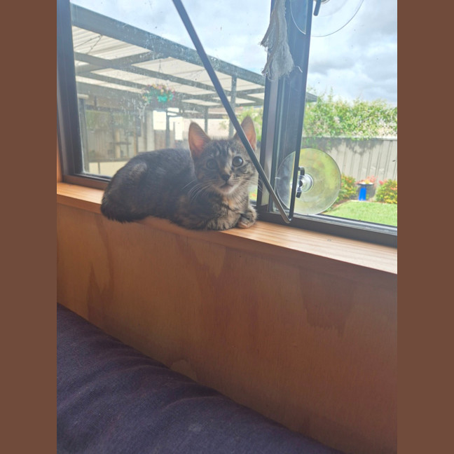 Photo of Cinnamon