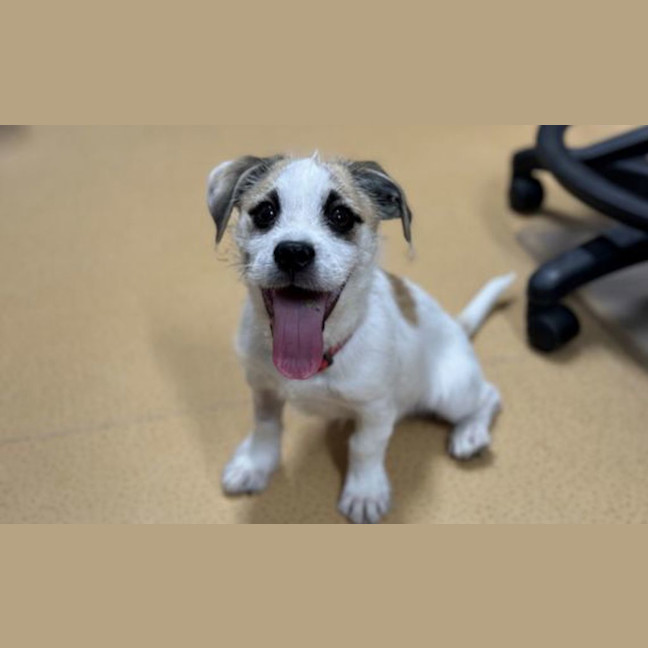 Photo of Arlo