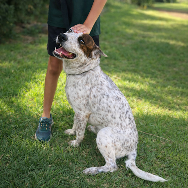 Photo of Spot