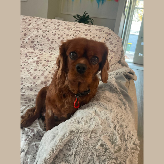 Photo of Lilly 