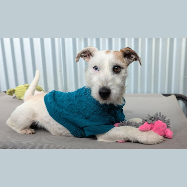 Photo of Roxy