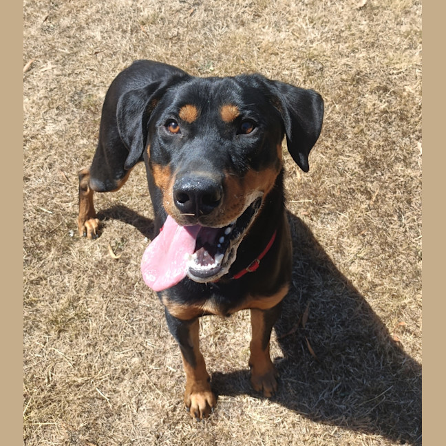 Photo of Angus