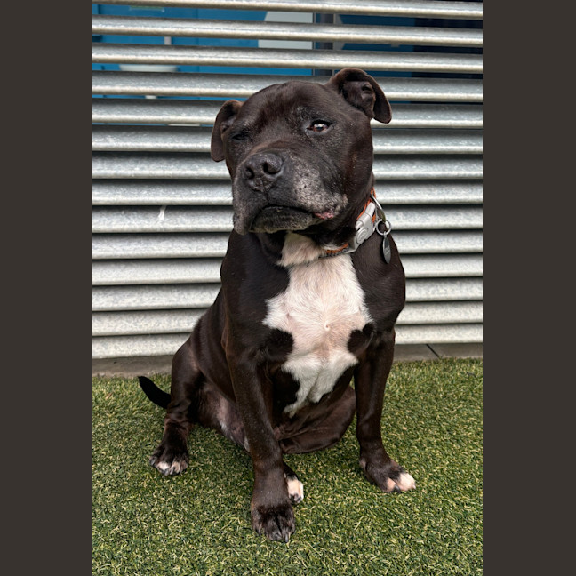 Photo of Winston