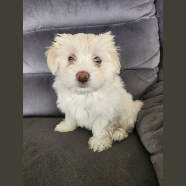 Photo of Bon Bon   8 Week Old Shih Tzu X Maltese (Trial)
