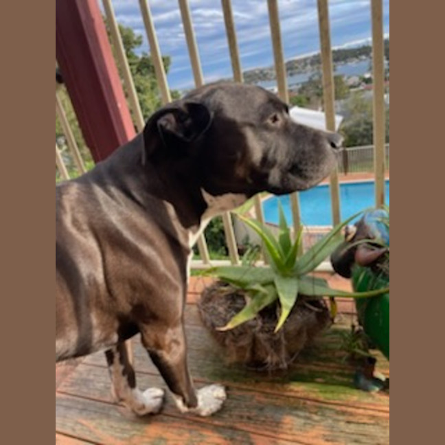 Photo of Charlie   7 Year Old Staffy X Great Dane 