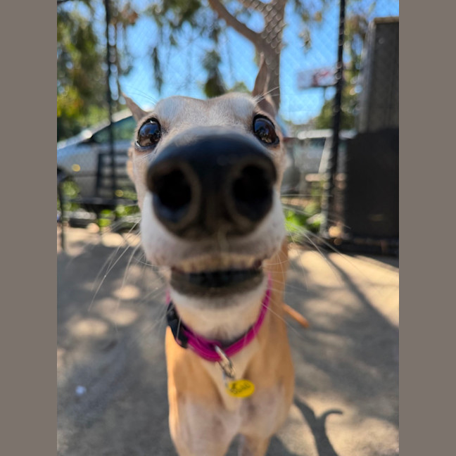 Photo of Lovey