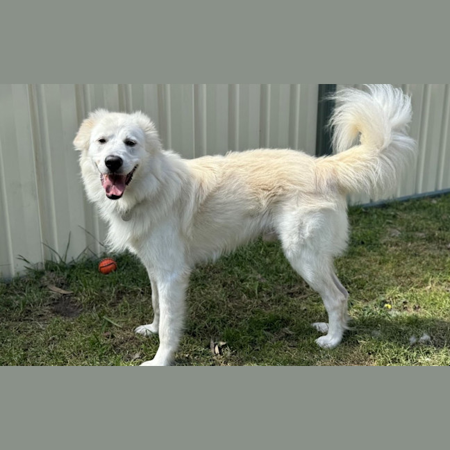 Photo of Buddy