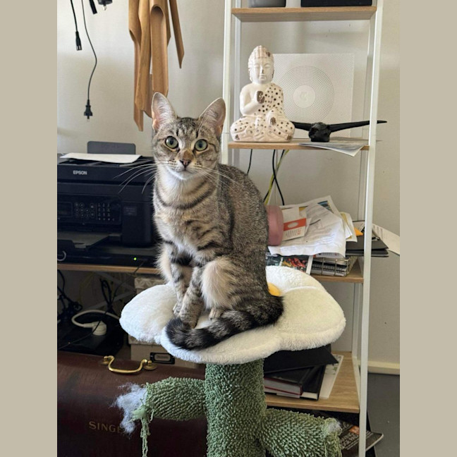 Photo of Twila Meet Me@Petstock Dandenong Store