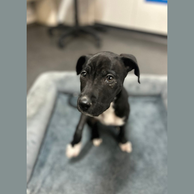 Photo of Nyx