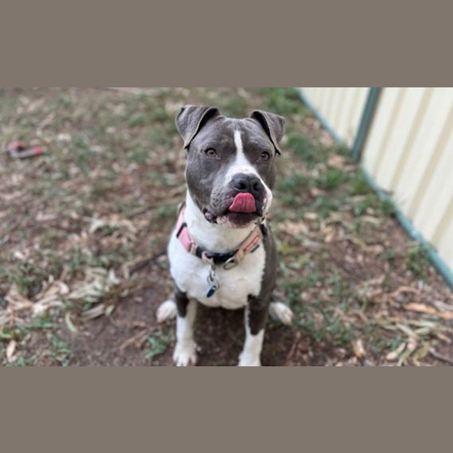 Photo of Boof