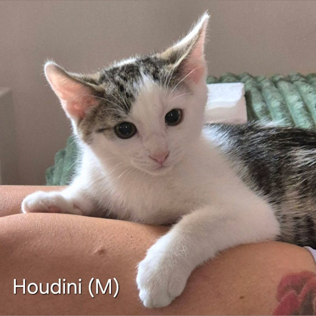 Photo of Houdini