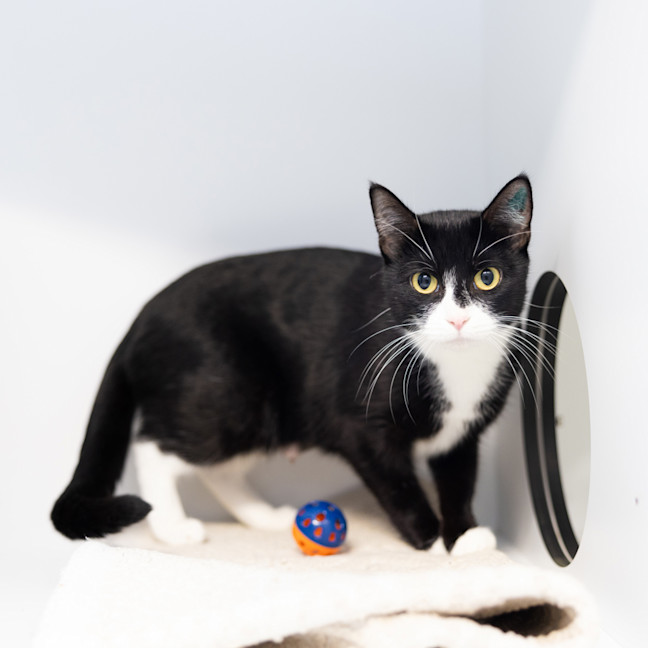 Photo of Tulip