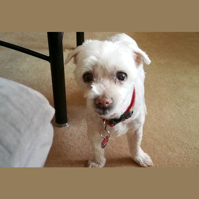 Photo of Snowball (Snowy) Dumont